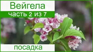 🌸 Посадка вейгелы в открытом грунте: как и когда сажать вейгелу в саду