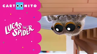 To Catch A Fly | Lucas The Spider | Cartoonito