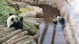 Китайские панды поселились во французском зоопарке