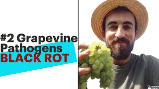 #3 Grapevine Pathogens - Black Rot