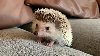 just in case, if you ever wondered what a hedgehog sounds like