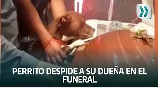 Perrito le da el último adiós a su dueña en el funeral | Vanguardia