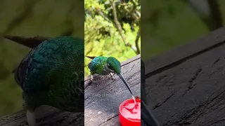 Hummingbird drinking water. #hummingbird