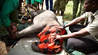 Rescue of Orphaned Elephant Talek | Sheldrick Trust