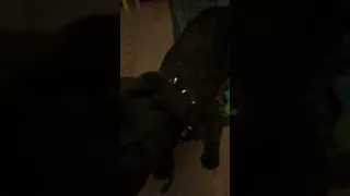 3 month old brindle pitbull listening to commands