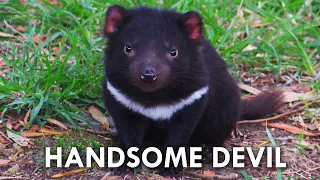 Tasmanian Devils Have No Right Being This Cute