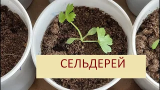 459.  ПРАВИЛЬНО ПИКИРУЕМ  КОРНЕВОЙ  СЕЛЬДЕРЕЙ=ДЛЯ ХОРОШЕЙ РАССАДЫ=ПОРА=