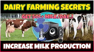 How to Increase Milk Production in Dairy Cows | Secrets of Dairy Farming