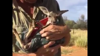 Детеныш кенгуру залезает в сумку