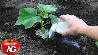 Cucumbers love this white fertilizer! Cucumbers will fill you with the harvest ahead of time