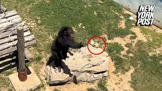 Chimpanzee throws dropped sandal back to zoo visitor in bananas video