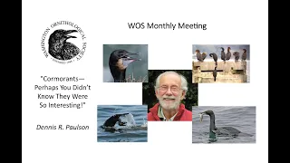 Dennis R. Paulson "Cormorants - perhaps you didn’t know they were so interesting!"  WOS May 6, 2024