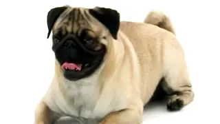 Pug | Dogs 101