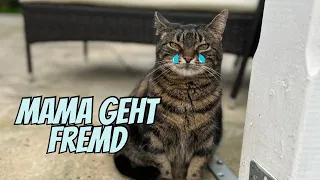 Die fremde Katze, die in unserer Wohnung war ist wieder am Start