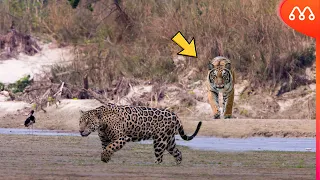 WHEN THE TIGER MEETS THE JAGUAR