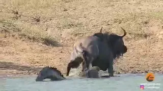 Hippos come to rescue wildbeasts from crocodiles