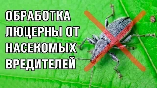 12-серия. Обязательная обработка люцерны от насекомых вредителей (28-06-2018)