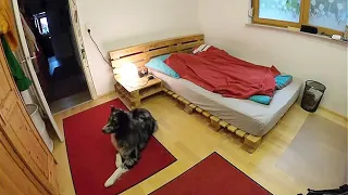 You won't believe what this dog does after his owner leaves