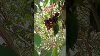 Blackberry Picking  #satisfying #shortvideo