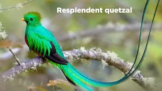 Birds of the World | 30 | Resplendent quetzal | Resplendent trogon | Trogon | Birds of South America