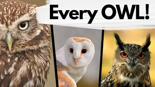 Every Species of OWL that you can find in the UK!