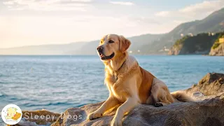 CALM YOUR DOG | Soothing Sounds to Relax Anxious Dogs - Anti Anxiety Music for Dogs