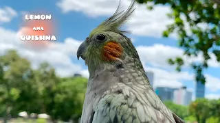 2022 the Toughest Year for Cockatiel Ana
