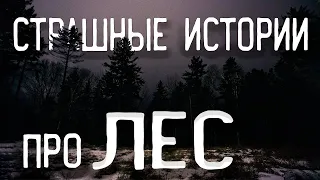 СТРАШНЫЕ ИСТОРИИ НА НОЧЬ / СТРАШНЫЕ ИСТОРИИ ПРО ЛЕС / СТРАШНЫЕ ИСТОРИИ ПРО ДЕРЕВНЮ / ТАЙГА