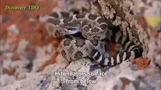 Nature Documentary 2015 - English Subtitles