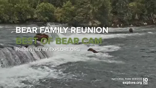 Bear Family Reunion | Best of Bear Cam