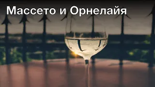 Энциклопедия вина: Массето и Орнелайя