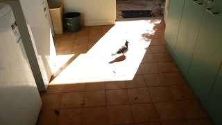 Pigeon Video 2: This Again!