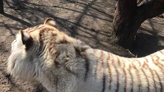 Тигрица Леди Ди стала добрее весной! Раджа тоже раздобрел вширь) Тайган Tiger's life