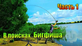 Карповая рыбалка. Как поймать карпа. Карпфишинг. БигФиш. Ловля карпа. How to catch carp.Carpfishing.