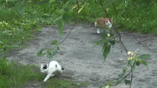 Ворона против двух кошек/A Crow against Two Cats