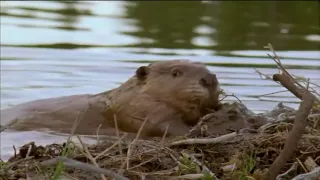 Wisdom ~ Nibwaakaawin ~ Beaver