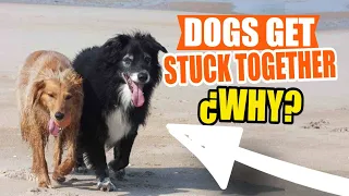 ¿Why Do Dogs Get Stuck Together When They Mate?🐕🐕