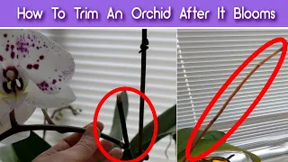 How To Prune Orchids After The Flowers Fall Off - Trim An Orchid After It Blooms