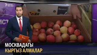 Москвадагы кыргыз алмалар | “Данисте” турмуш окуялары