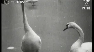 FRANCE / WEATHER: Dramatic scenes in the cold weather in Paris (1929)