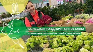 Большая праздничная поставка комнатных цветов и растений в Гринвилль!