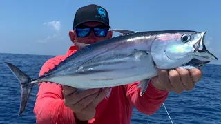 SKIPJACK TUNA Catch Clean and Cook ( TUNA Tostadas )