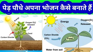 पेड़ पौधे अपना भोजन कैसे बनाते हैं? how to make our food by plant, photosynthesis with food,