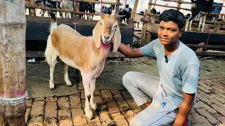 গাবতলি গরুর হাটে বড় বড় খাসির দাম | Gabtoli Hat Qurbani Eid