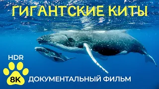 Киты - Самые крупные млекопитающие планеты - Документальный фильм о животных в 8K HDR