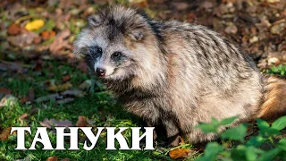 Tanuki: Raccoon Dog | Interesting facts about the canine family