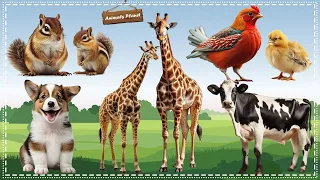 Discover the Fascinating World of Animal Sounds Dog, Squirrel, Cow, Chicken, Giraffe