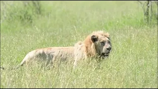 "Casper" the White Lion & his brothers 8 March 2023 Satara Camp Kruger Park