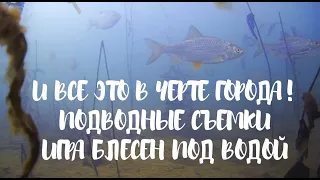 Подводные съемки! И все это в черте города! Игра зимних блесен под водой!