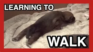 PUPPY WALKS - When do puppies start walking?
